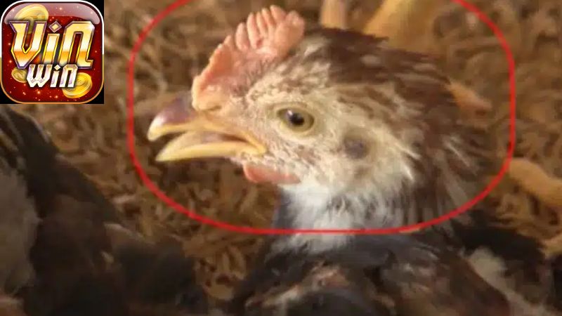 chua-benh-hen-o-ga